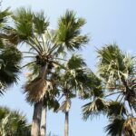 palm-tree-239855_640-1-150x150